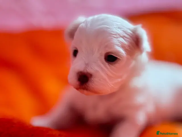 Maltese dogs for sale: 🐾💕 ADORABLE TINY PURE MALTESE - RESERVE NOW! - Advert 1