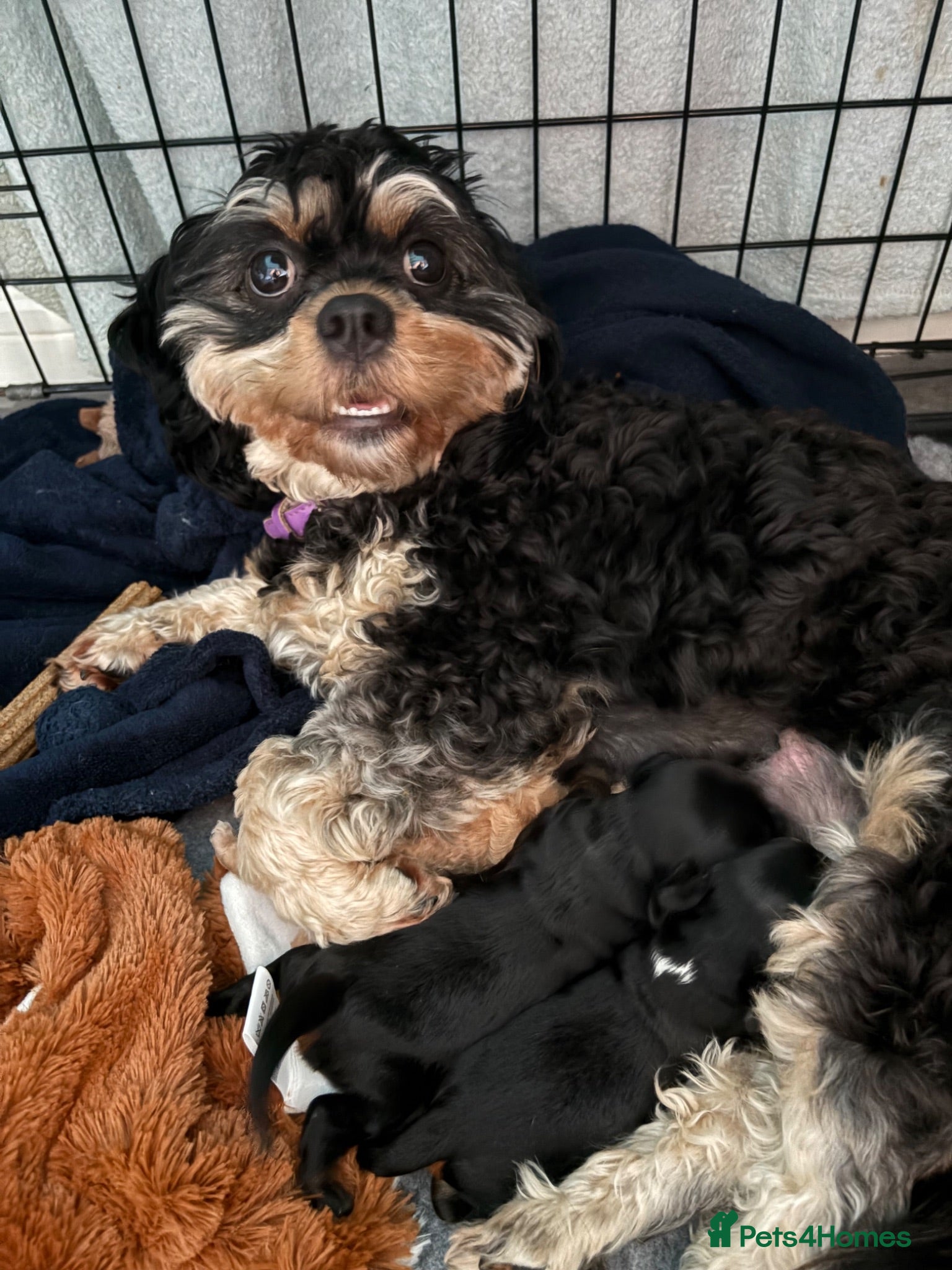 Cavapoochon dogs Beautiful Cavapoochon Female Puppies – 3 Available - Advert 1