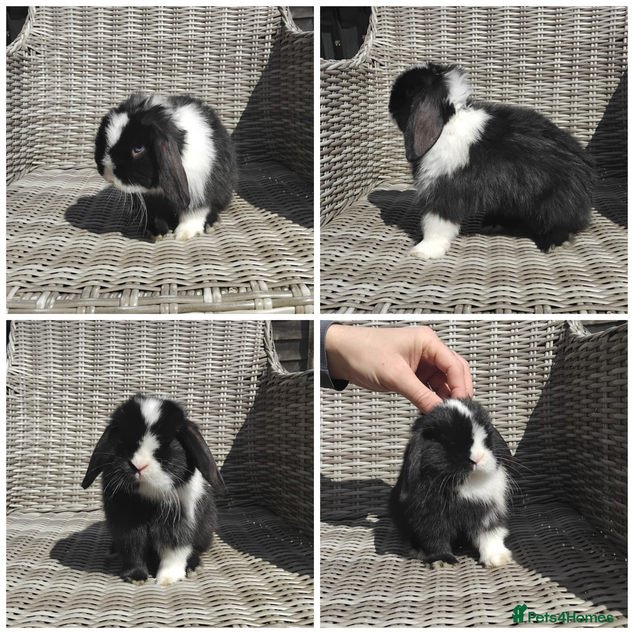 Mini Lion Lop rabbits Stunning Mini LionLops for Sale  - Advert 15