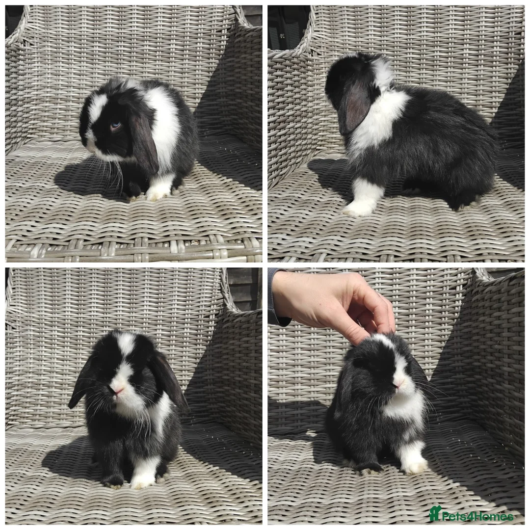 Mini Lion Lop rabbits for sale: Stunning Mini LionLops for Sale  - Advert 1