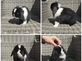 Mini Lion Lop rabbits Stunning Mini LionLops for Sale - Advert 15