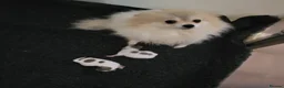 Pomeranian dogs for sale: Stunning white and tan parti boy  - Advert 2