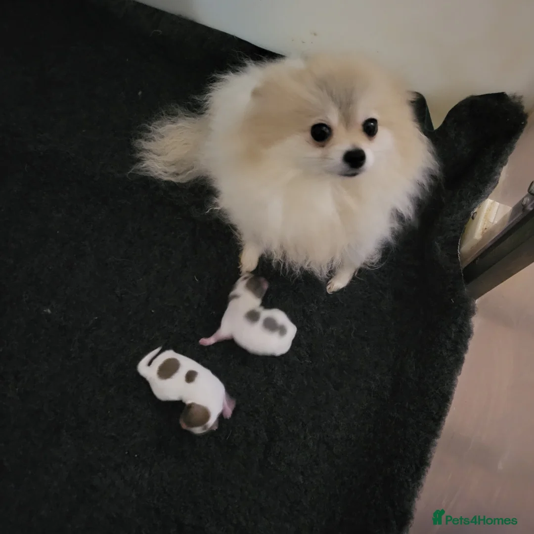 Pomeranian dogs for sale: Stunning white and tan parti boy  - Advert 2
