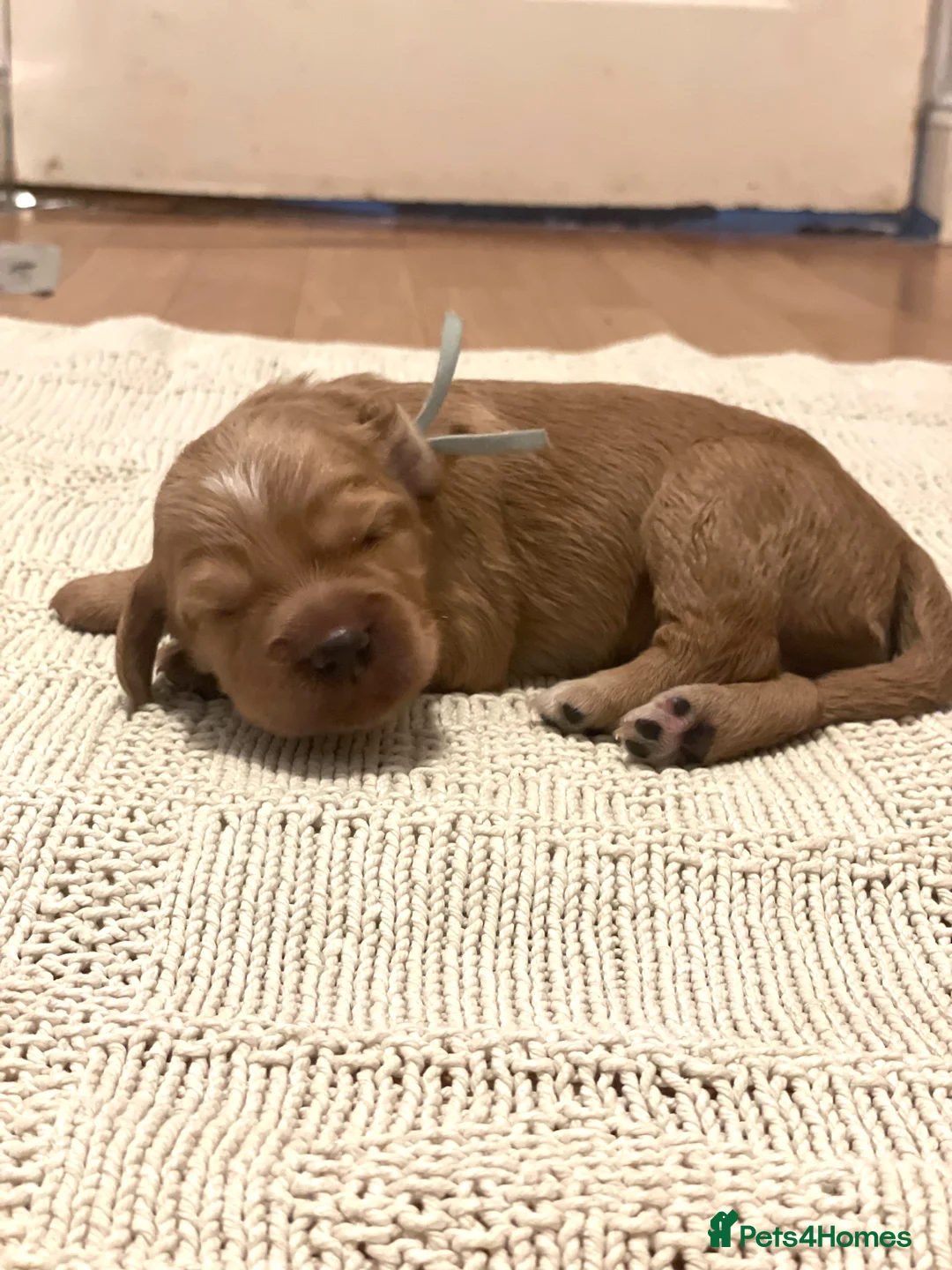 Cocker Spaniel dogs for sale: KC Working Cocker Spaniel Puppies  - Advert 5