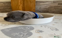 Staffordshire Bull Terrier dogs for sale: solid blues - Image 19