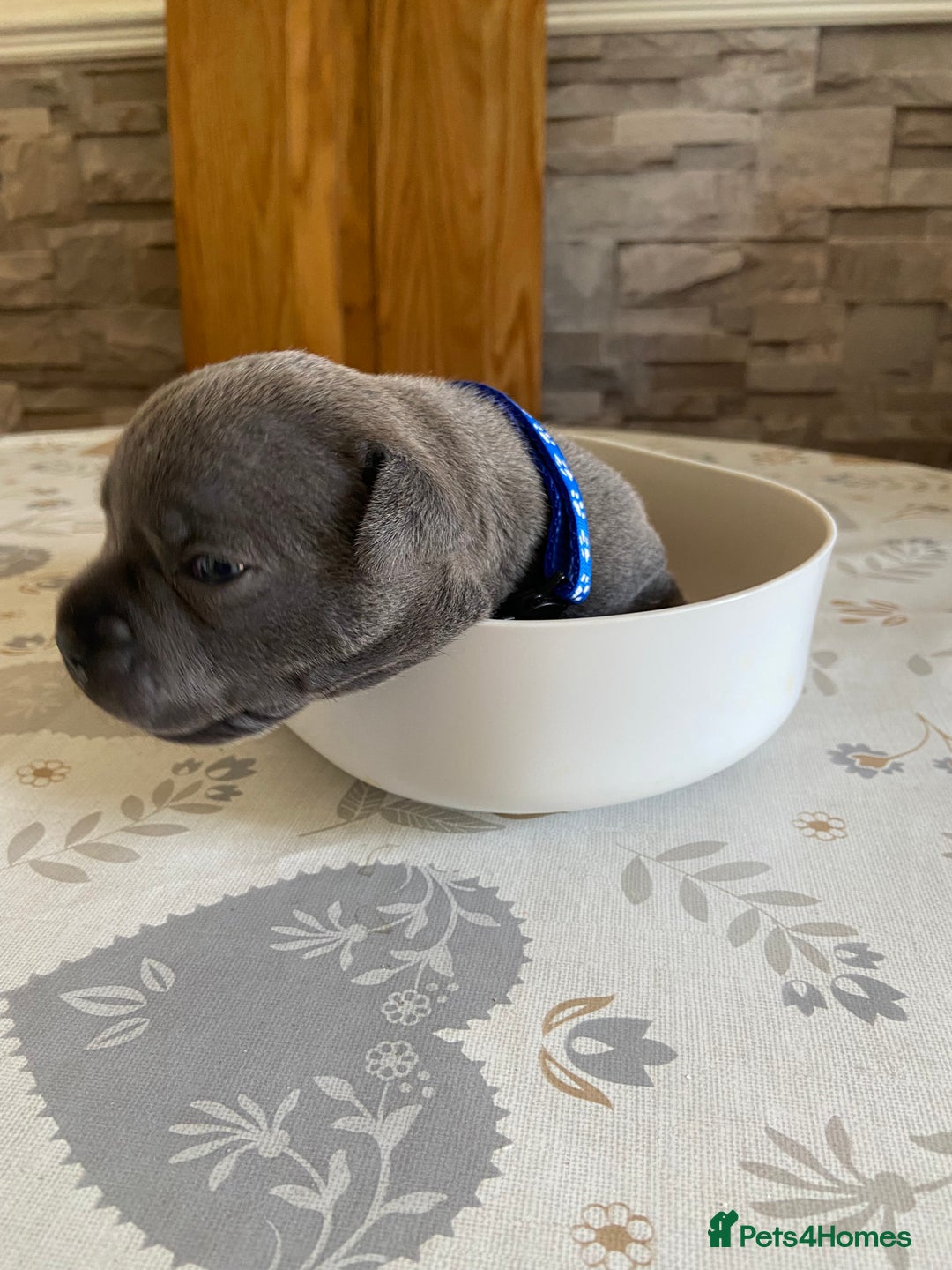 Staffordshire Bull Terrier dogs for sale: solid blues - Image 19