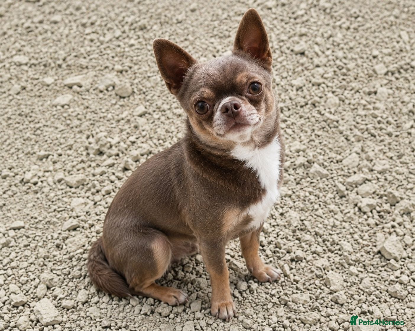 Chihuahua dogs KC reg-Health tested-PROVEN  - Advert 14