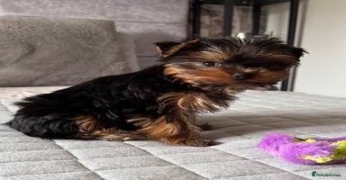 Yorkshire Terrier dogs - Advert 2