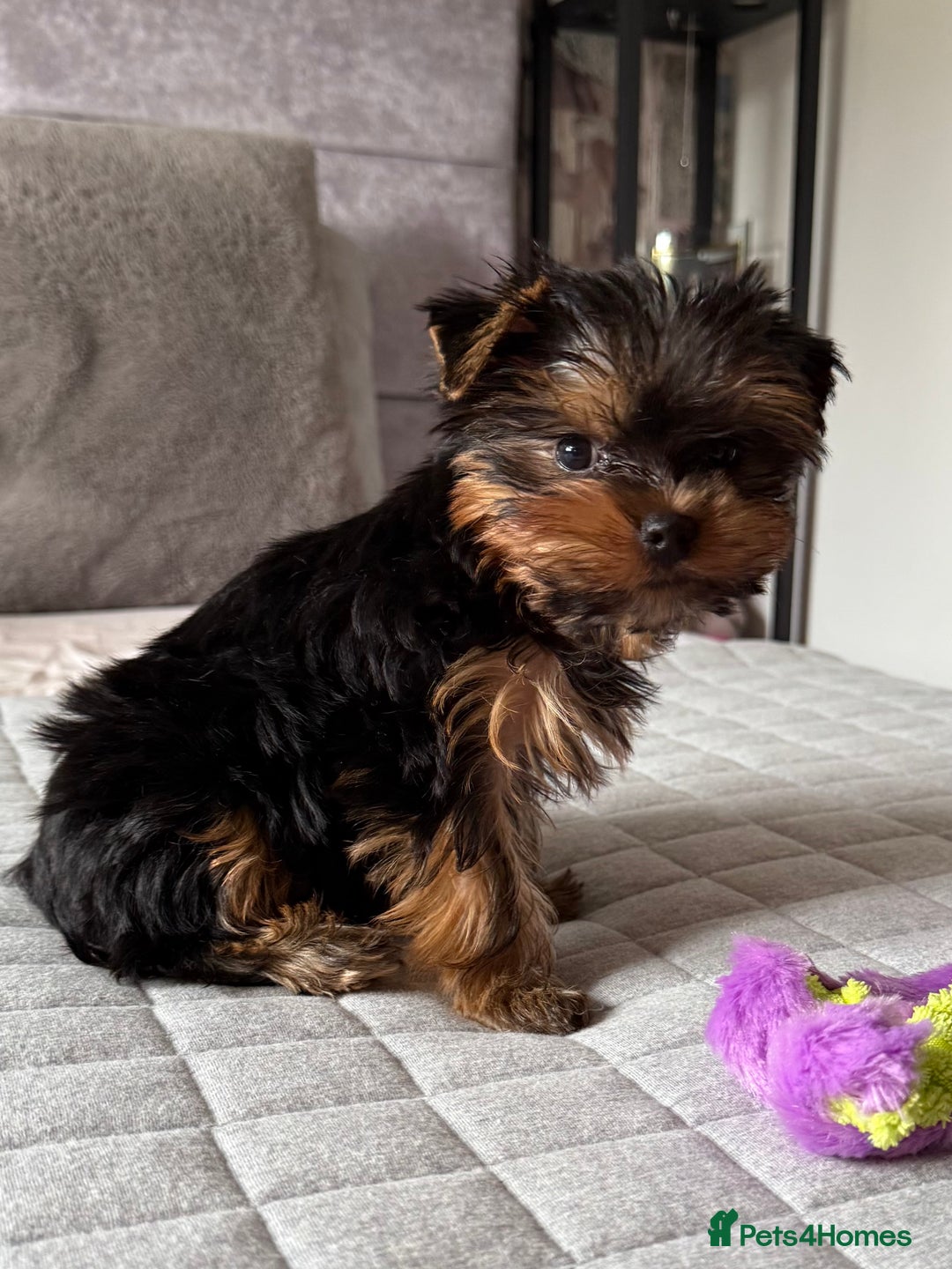 Yorkshire Terrier dogs for sale: Yorkshire terrier pups - Image 3
