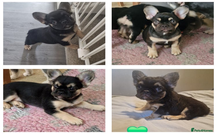 French Bulldog dogs - Advert 7