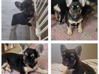 French Bulldog dogs - Advert 2