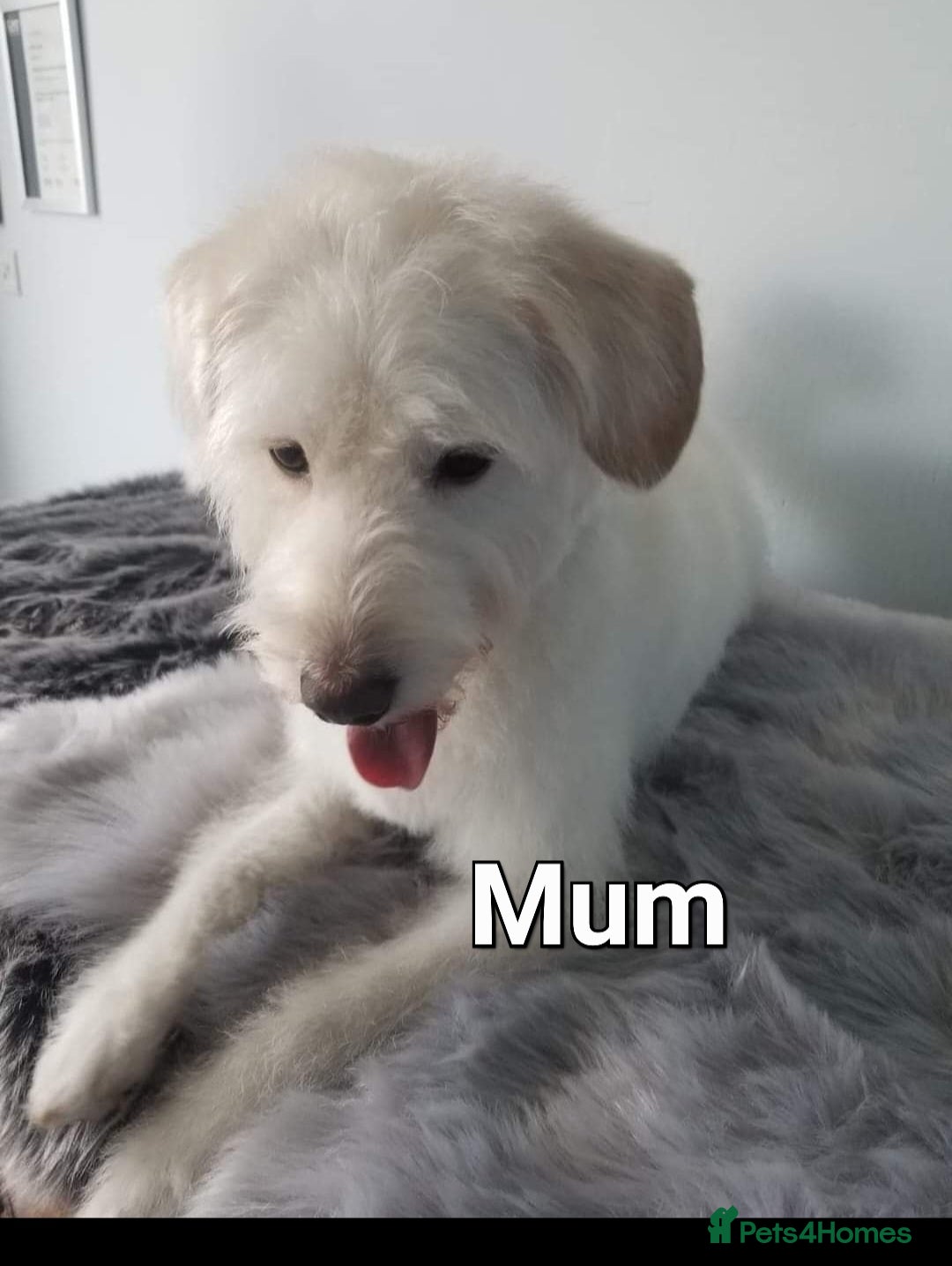 Mixed Breed dogs for sale: Cockapoo cross puppies  - Image 12