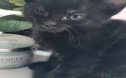 British Shorthair cats for sale: British Shorthair Kittens for sale  - Image 20