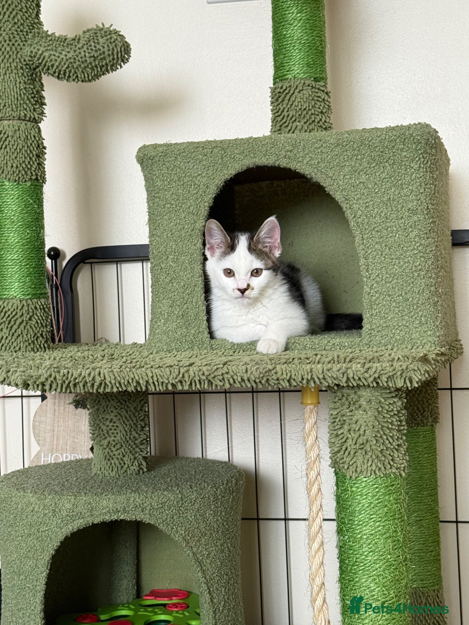 British Shorthair cats Gorgeous female kitten looking for forever home  - Advert 1