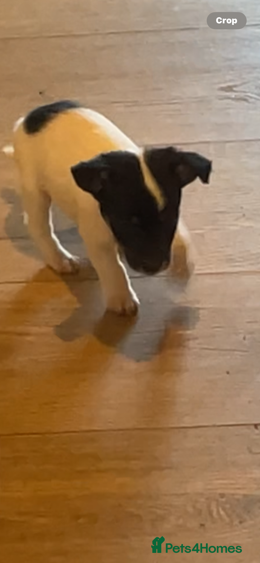 Jackapoo dogs for sale: Jackapoo puppies ready to leave - Advert 10