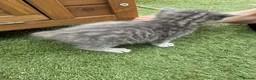 Mixed Breed cats for sale: Gorgeous Grey / Blue Girls  - Advert 7