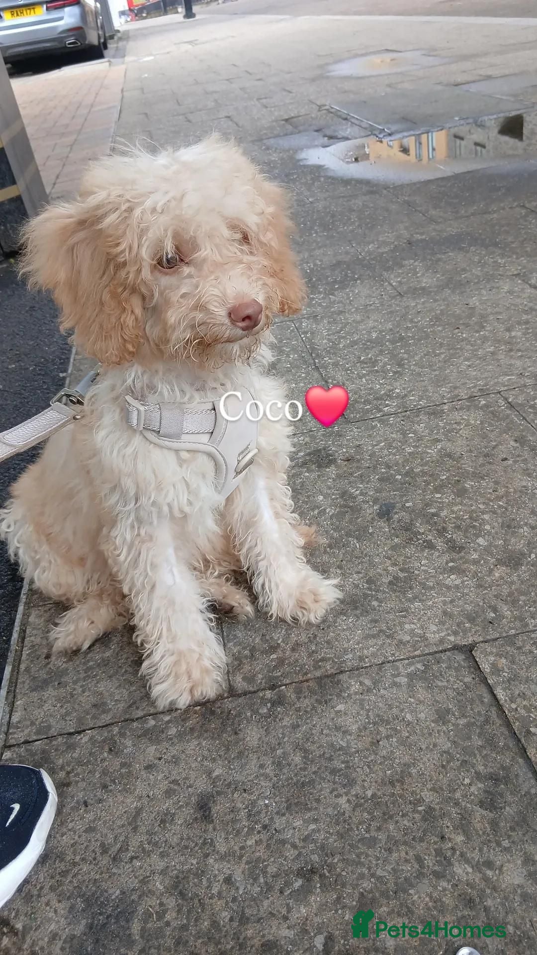 Cockapoo dogs Cockapoo puppy - Advert 6