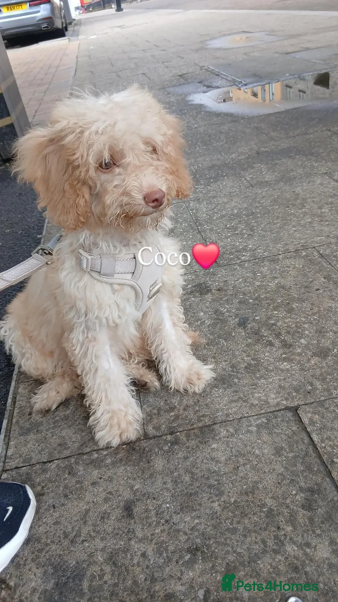 Cockapoo dogs for sale: Cockapoo puppy in Romford - Advert 1