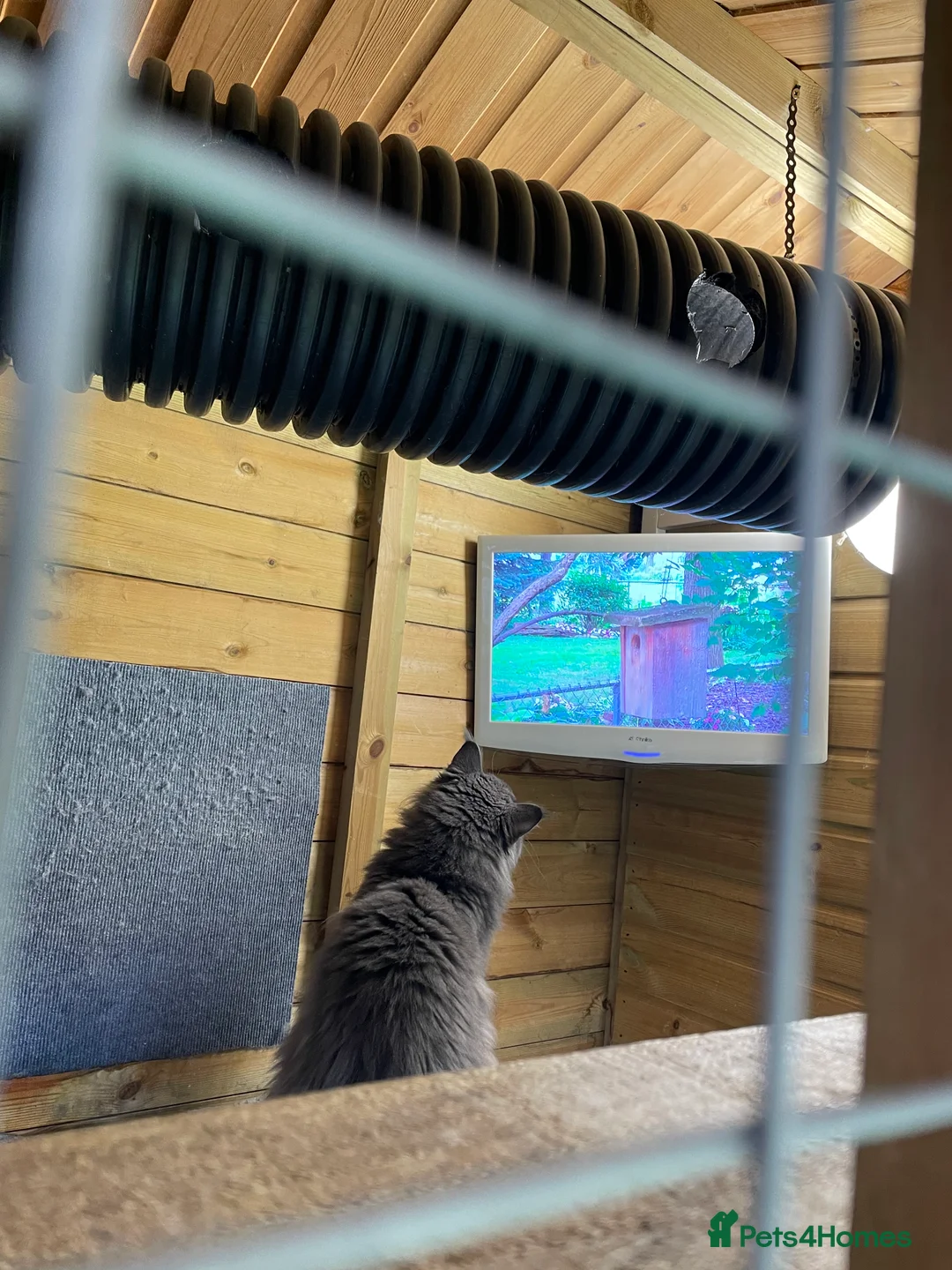 Maine Coon cats for stud: GCCF Russian Line handsome stud Kodiak in Braintree - Advert 13