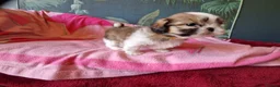 Shih Tzu dogs for sale: Miniature Shih-tzu's  - Advert 3