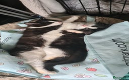 Maine Coon cats for sale: Beautiful Bonded Sisters - Image 13