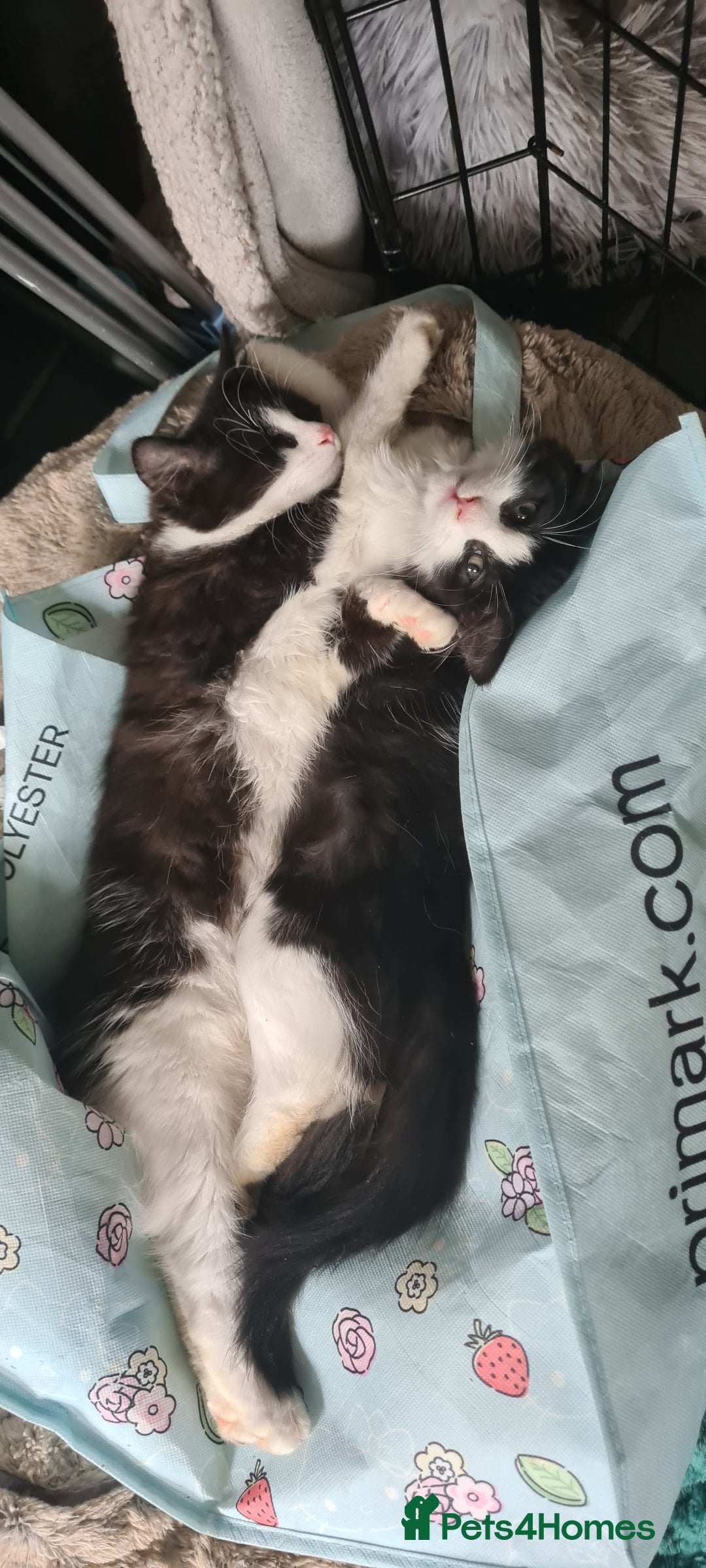 Maine Coon cats for sale: Beautiful Bonded Sisters - Image 13