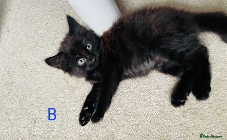 Domestic Shorthair cats - Advert 2
