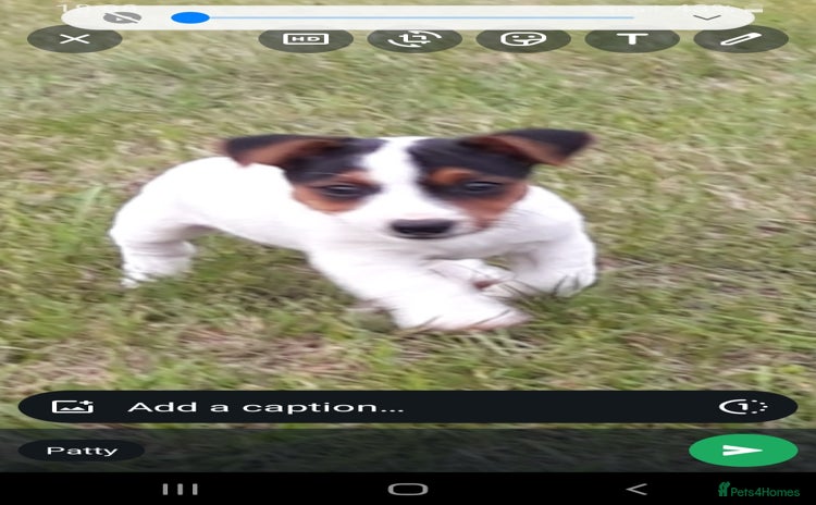 Jack Russell dogs - Advert 1