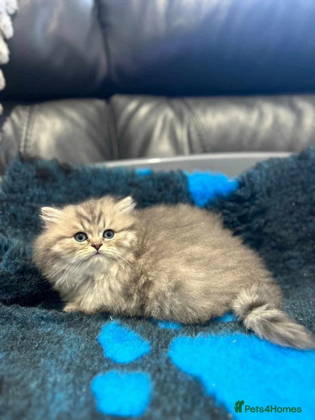 British Longhair cats for sale: GCCF Registered British Longhaired Kittens  - Advert 2