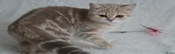 Scottish Fold cats for sale: Beautiful kittens - Advert 8