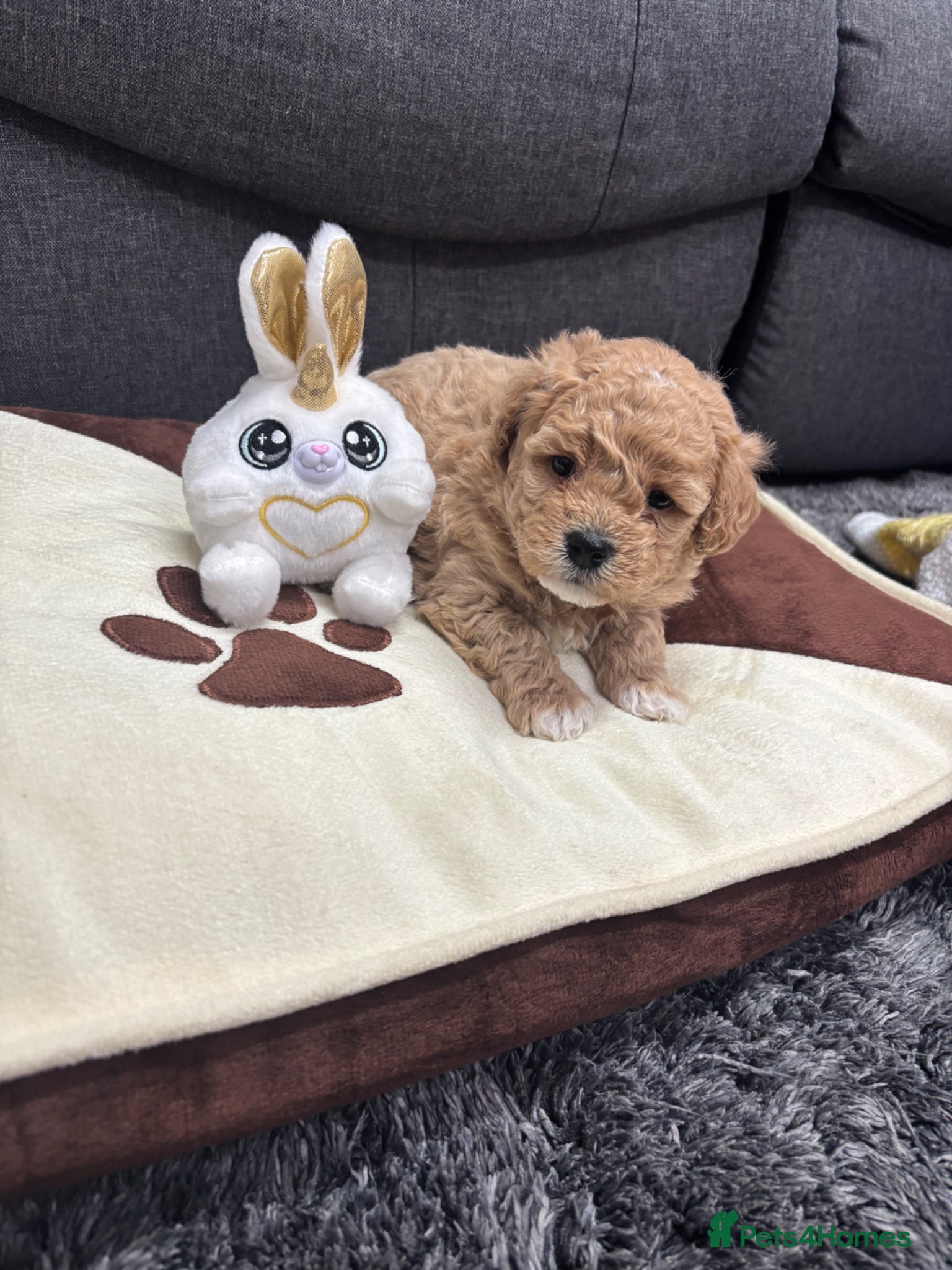 Maltipoo dogs F1 maltipoo  - Advert 1