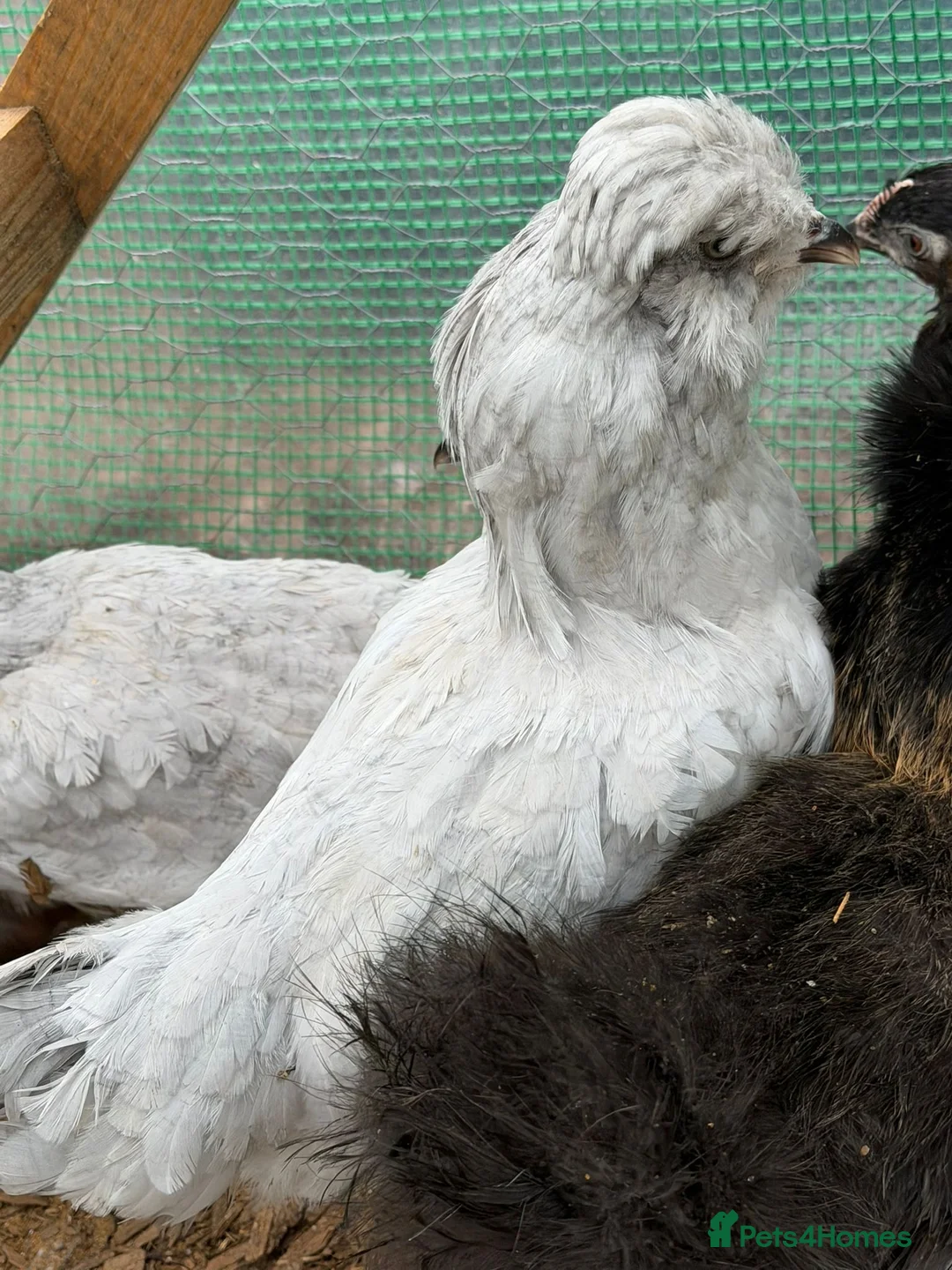 Chickens poultry for sale: Purebreed point of lay hens  - Advert 2