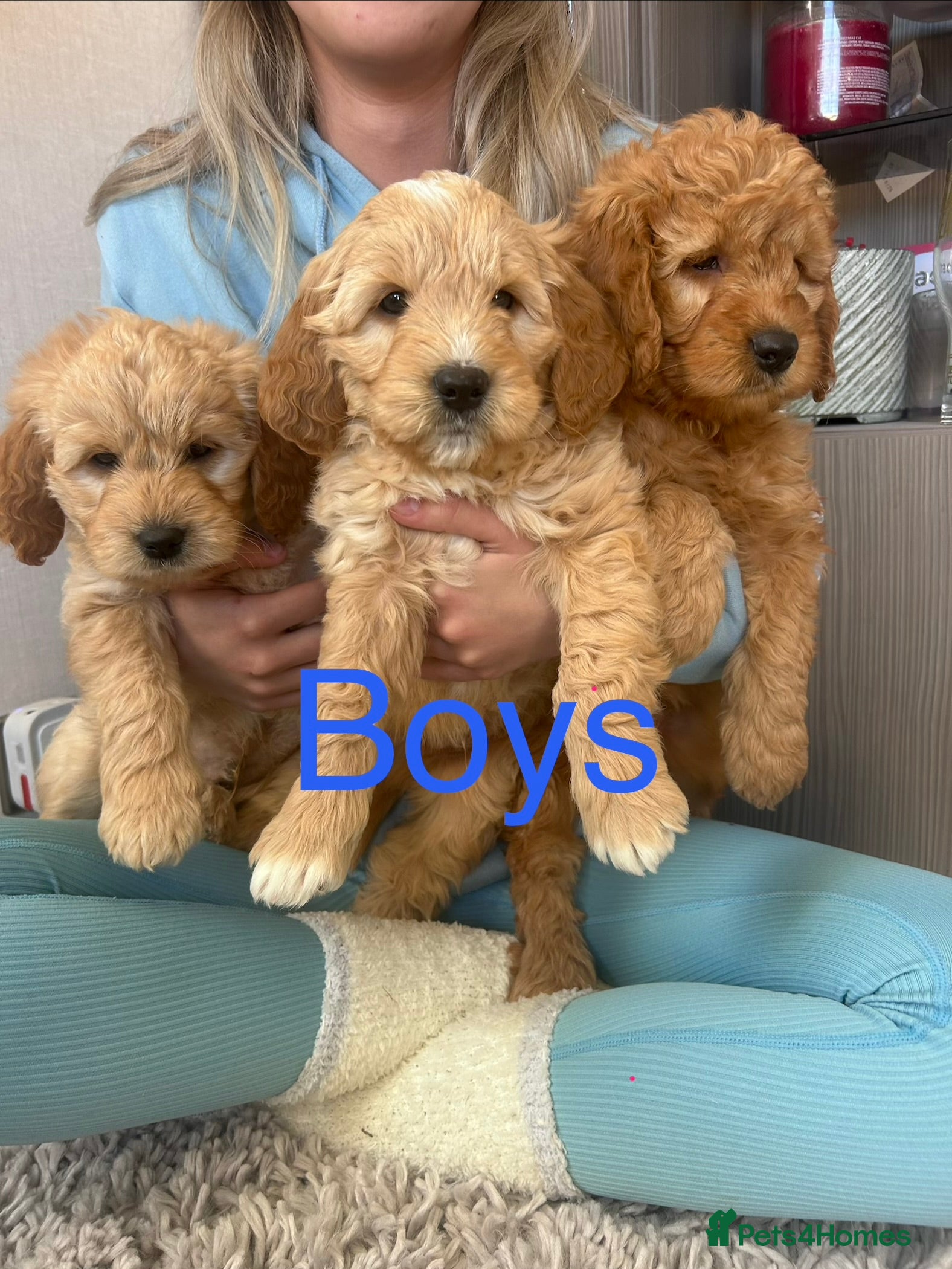 Mini Goldendoodle dogs Ready now Lovely Golden doodle puppies ready now  - Advert 3
