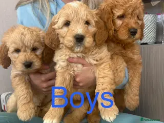 Mini Goldendoodle dogs Ready now Lovely Golden doodle puppies ready now - Advert 3