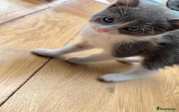 Mixed Breed cats for sale: Mixed ragdolls very good price - Image 2