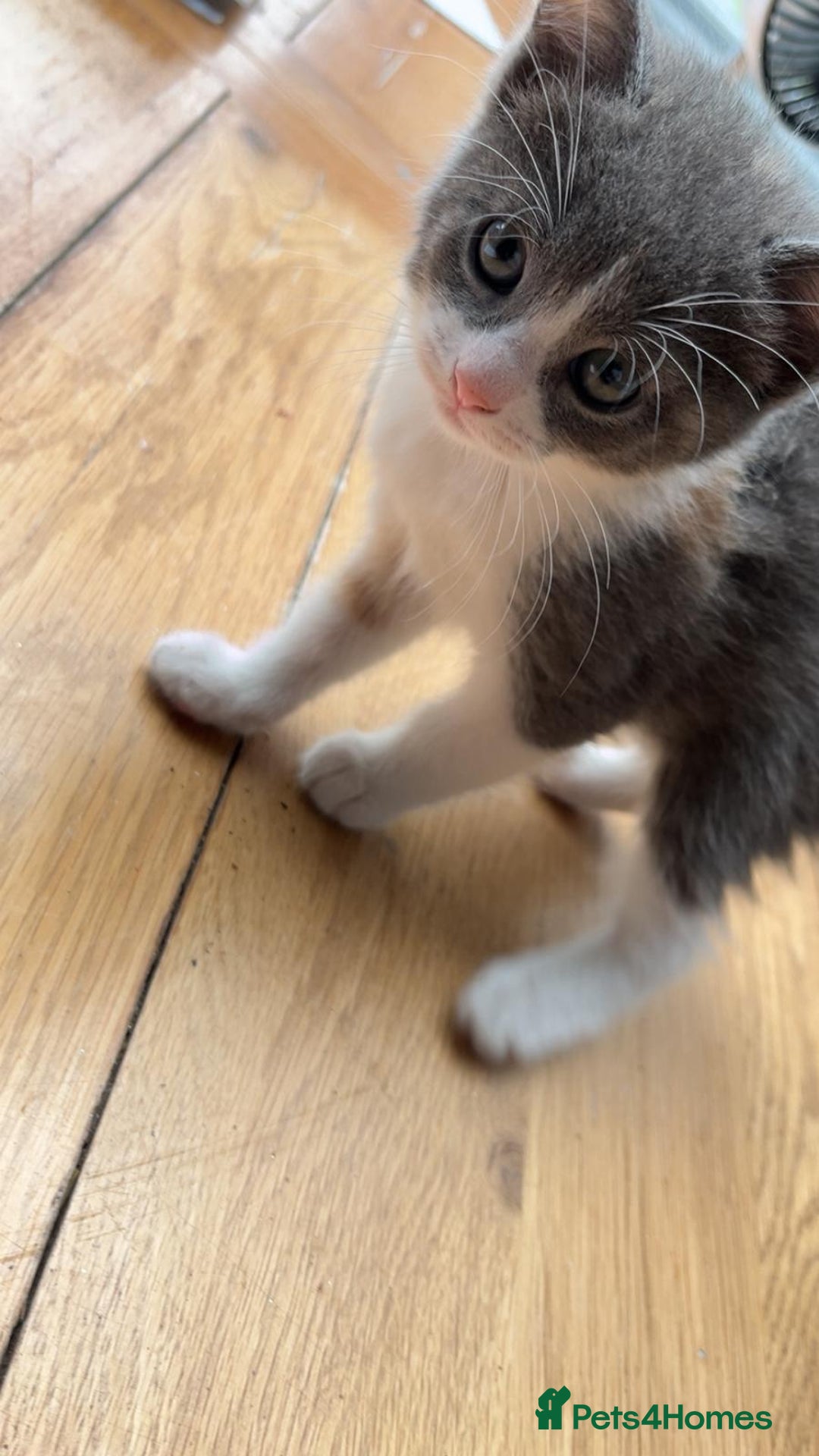 Mixed Breed cats for sale: Mixed ragdolls very good price - Image 2