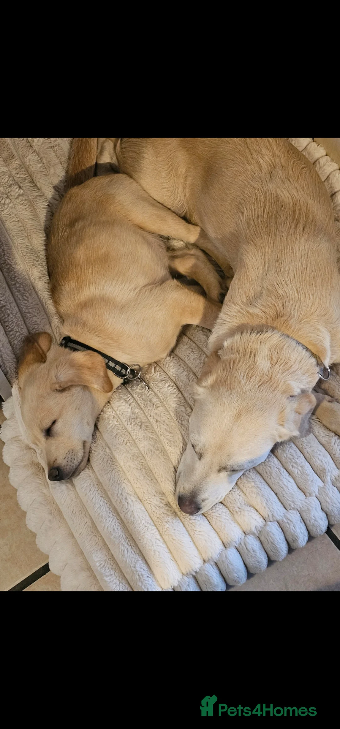 Labrador Retriever dogs for sale: Lovely 14 week old golden boy labrador - Advert 1