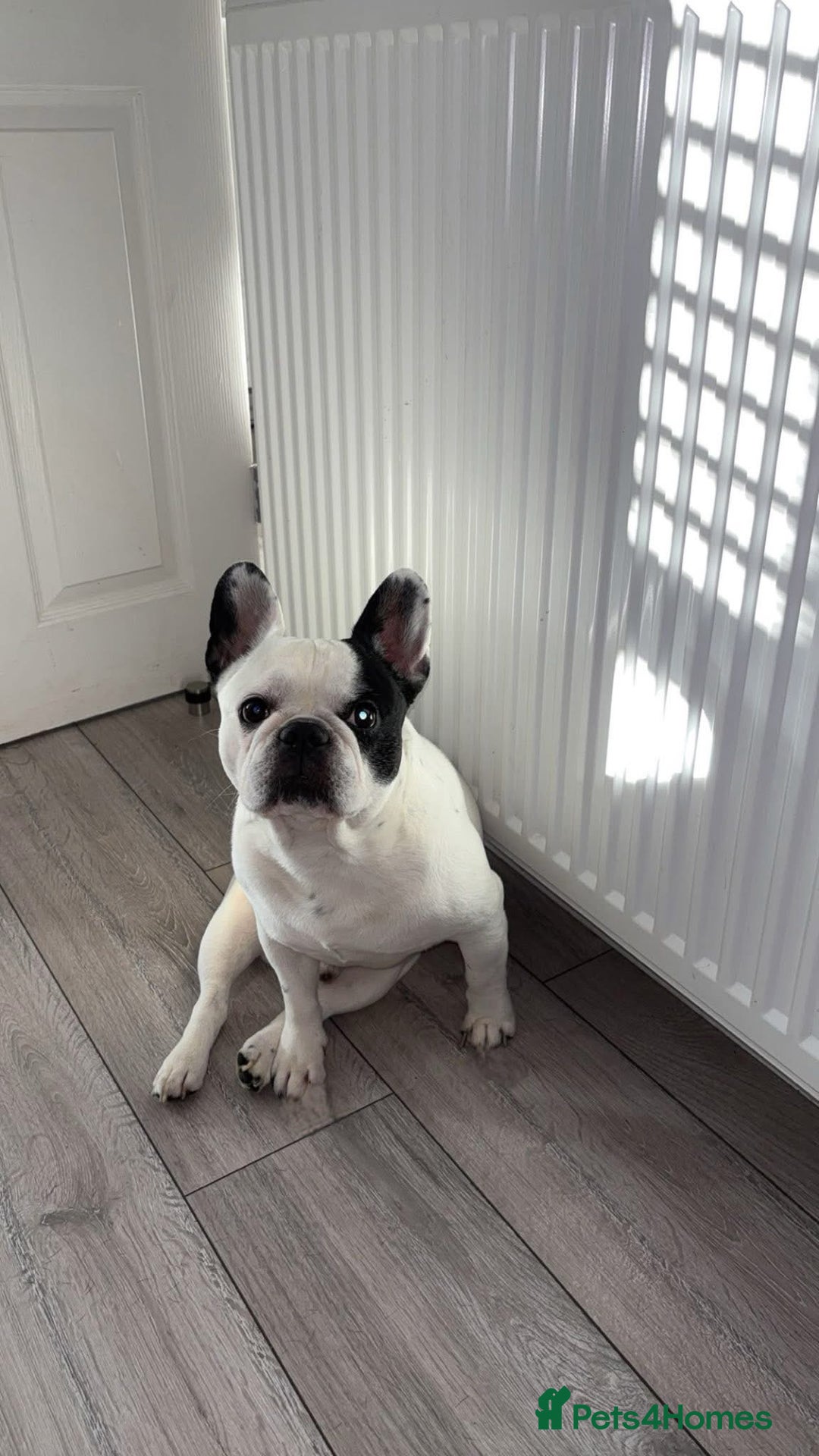French Bulldog dogs for stud: PIED FRENCHIE FOR STUD - Advert 2