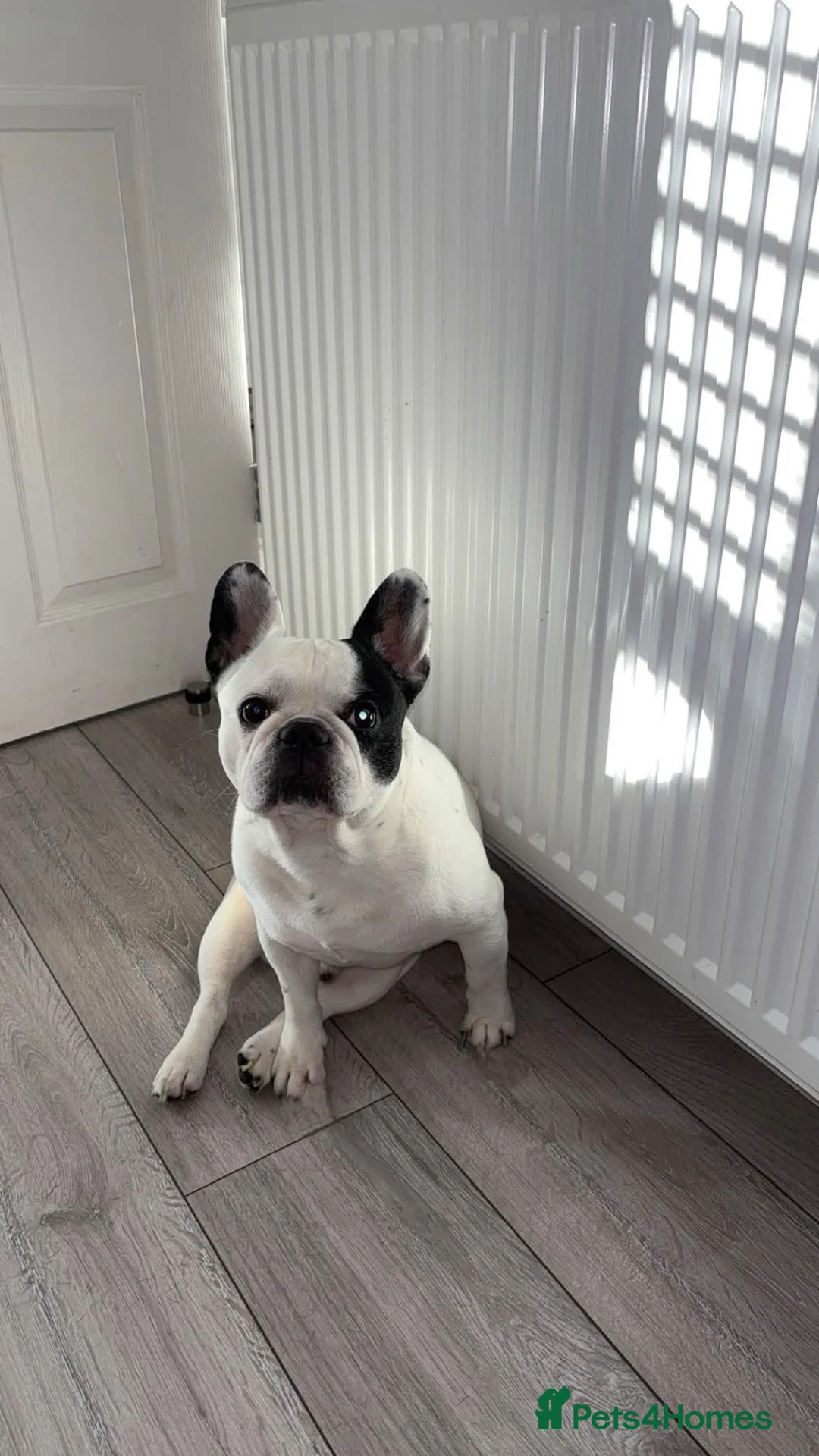 French Bulldog dogs for stud: PIED FRENCHIE FOR STUD - Advert 2