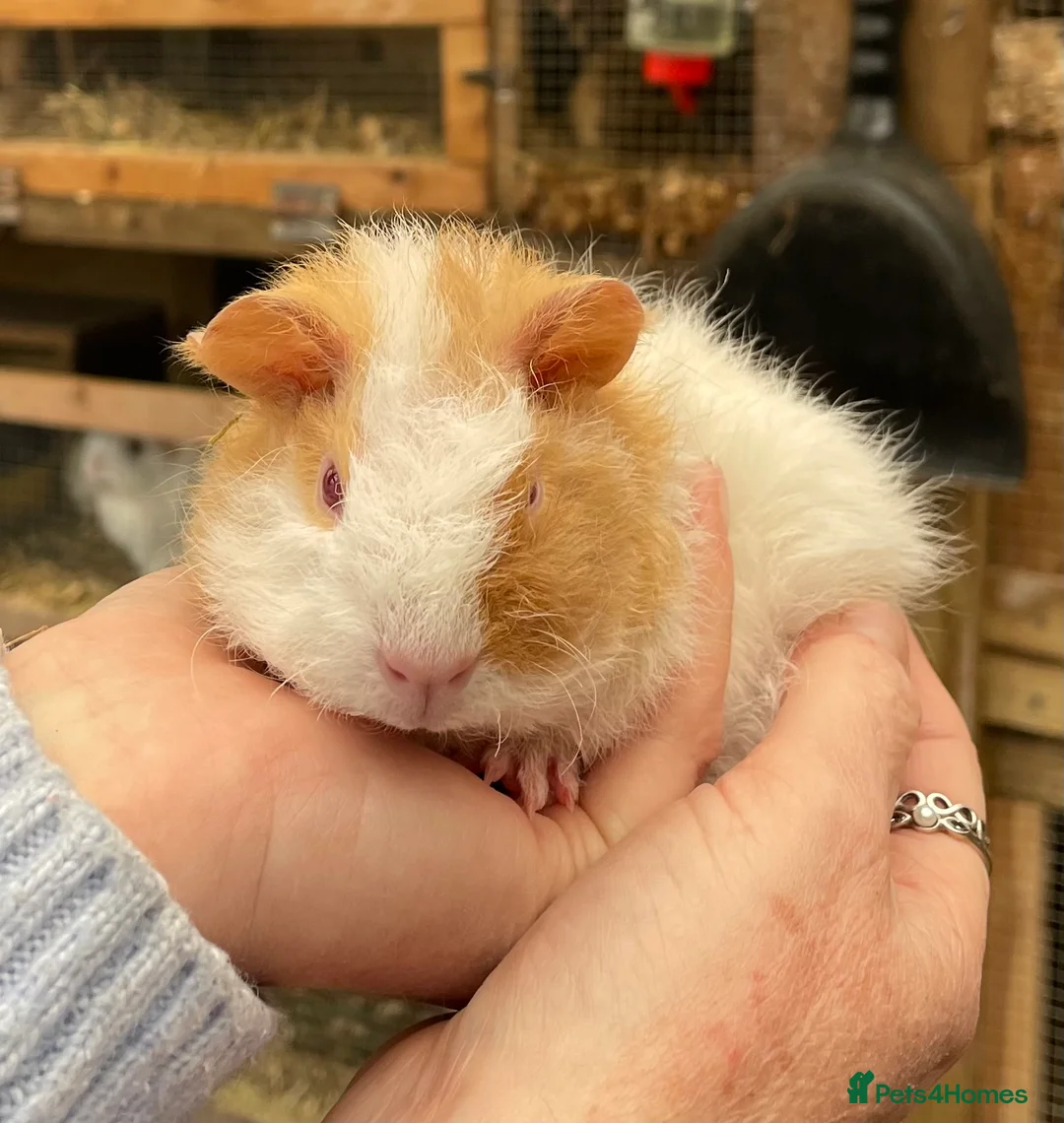 Guinea Pig rodents for sale: Bonded Teddy Babies - Advert 1