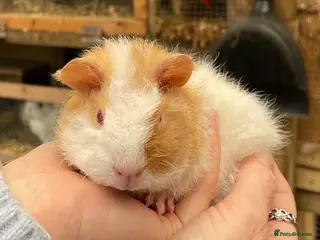 Guinea Pig rodents Bonded Teddy Babies - Advert 1