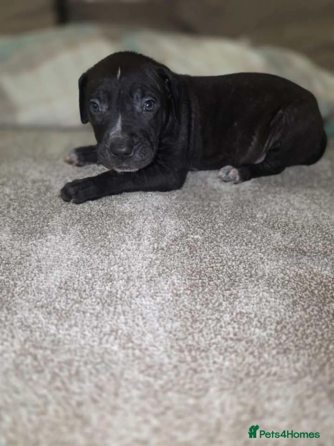 Presa Canario dogs for sale: Dual Purpose Presa Canario Puppies for Homing - Advert 22