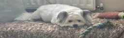 Maltipom dogs for sale: New Home Needed 2.5yr old Maltipom  in St. Neots - Advert 3