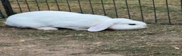 Mini Lop rabbits for sale: 2 beautiful girls  in Chorley - Advert 8