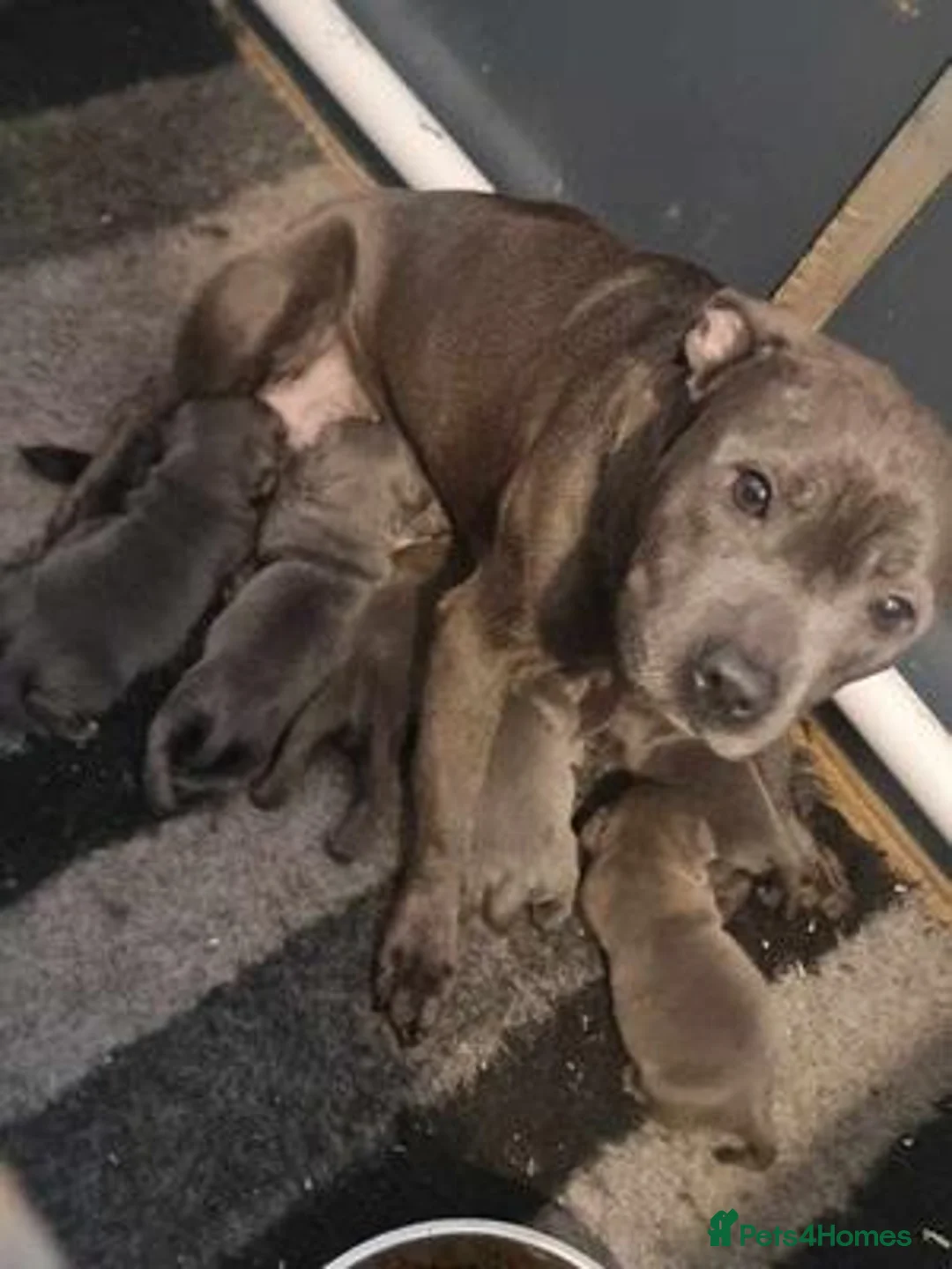 Staffordshire Bull Terrier dogs for sale: PUREBRED STAFFORDSHIRE BULL TERRIER PUPPY  in Reading - Advert 6