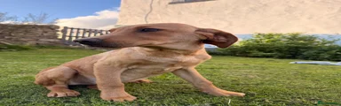 Labrador Retriever 3