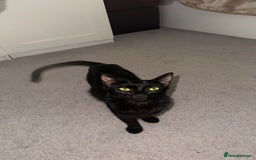 Bombay cats for sale: All black Bombay female cat  - Image 1