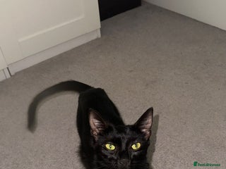 Bombay cats - Advert 7