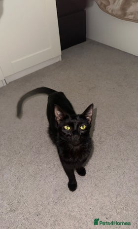 Bombay cats - Advert 8