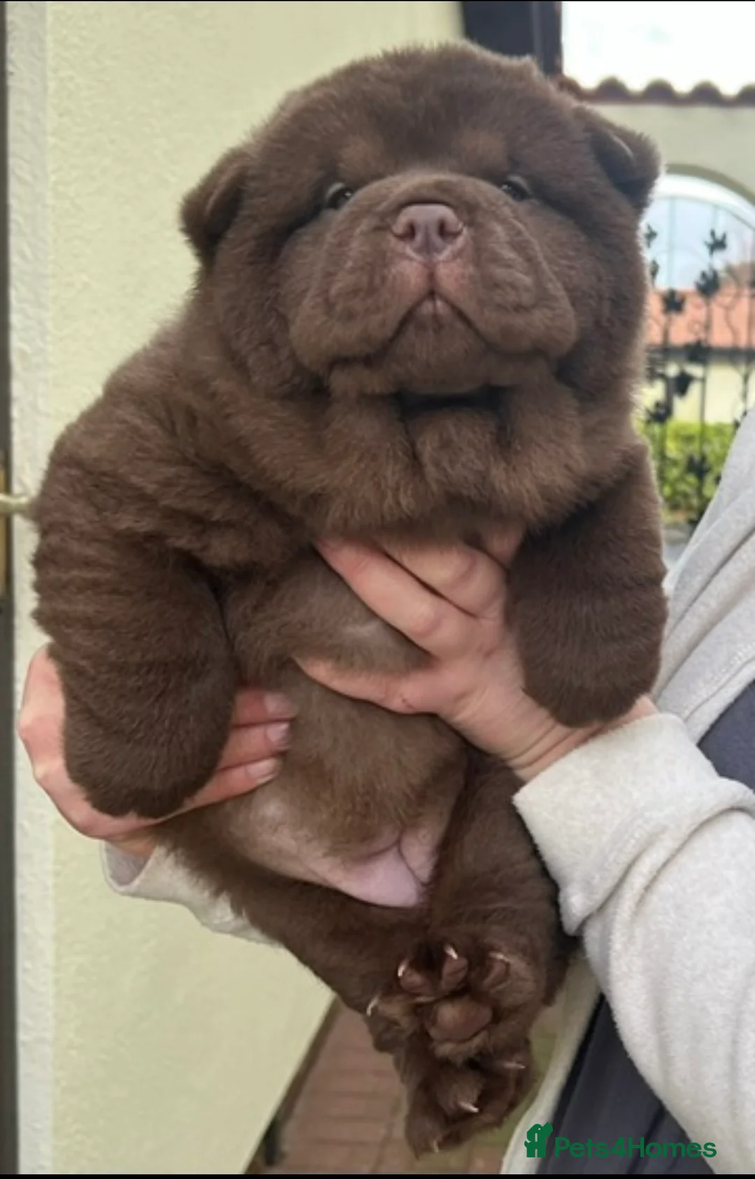 Chow Chow dogs for stud: Chocolate delight Bruno - Advert 12